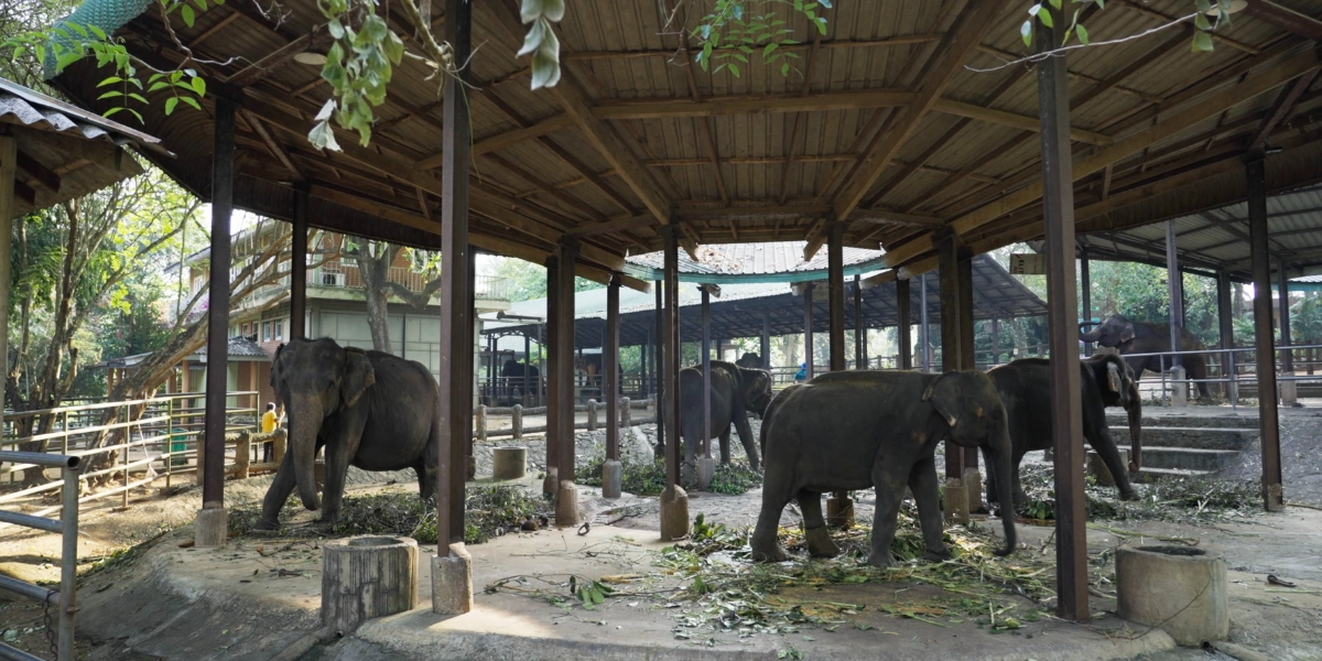 Event image for LUCY: THE STOLEN LIVES OF ELEPHANTS