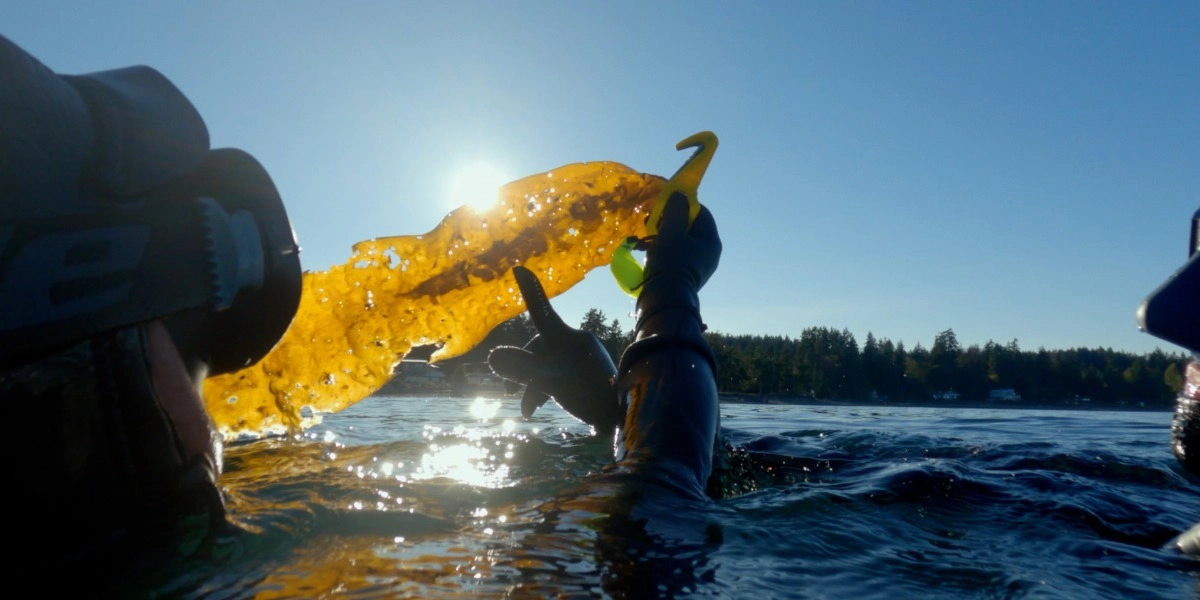 Event image for Send Kelp!