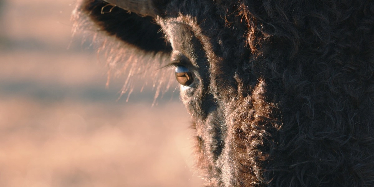 Event image for Singing Back the Buffalo