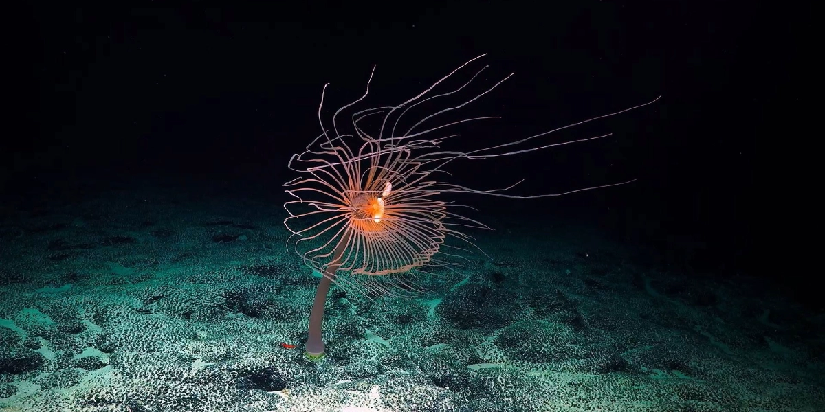 Event image for DEEP RISING