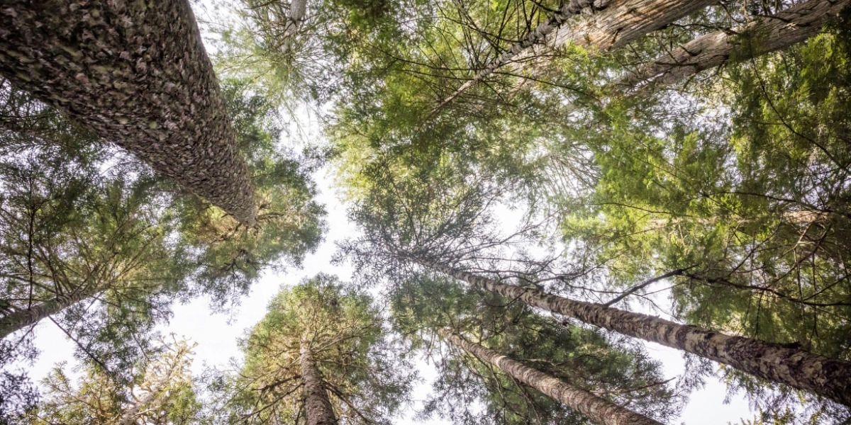 Event image for The Nature of Well Being | Monica Sander Burns
