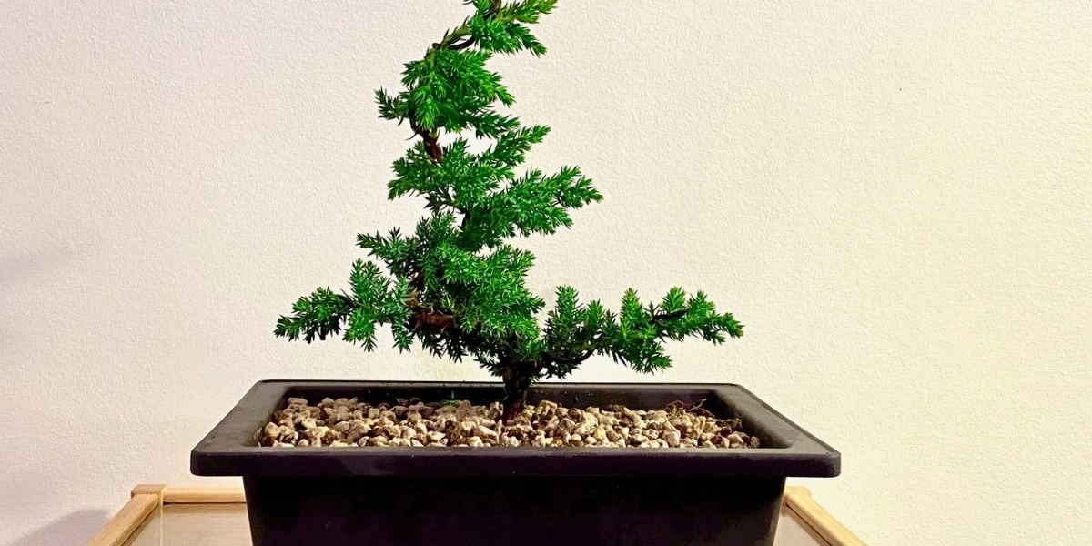 Event image for Make a Bonsai - Nourish Your Connection to Nature