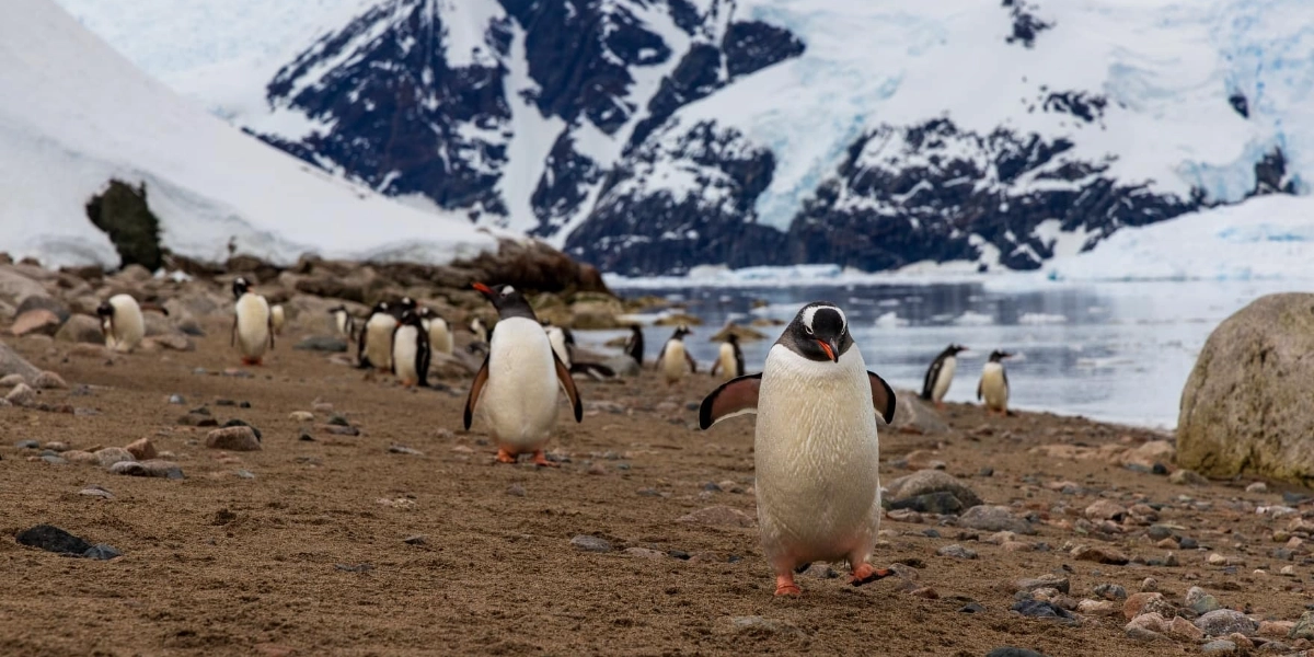 Event image for National Geographic LIVE: Dr. Heather Lynch - Penguins of Antarctica