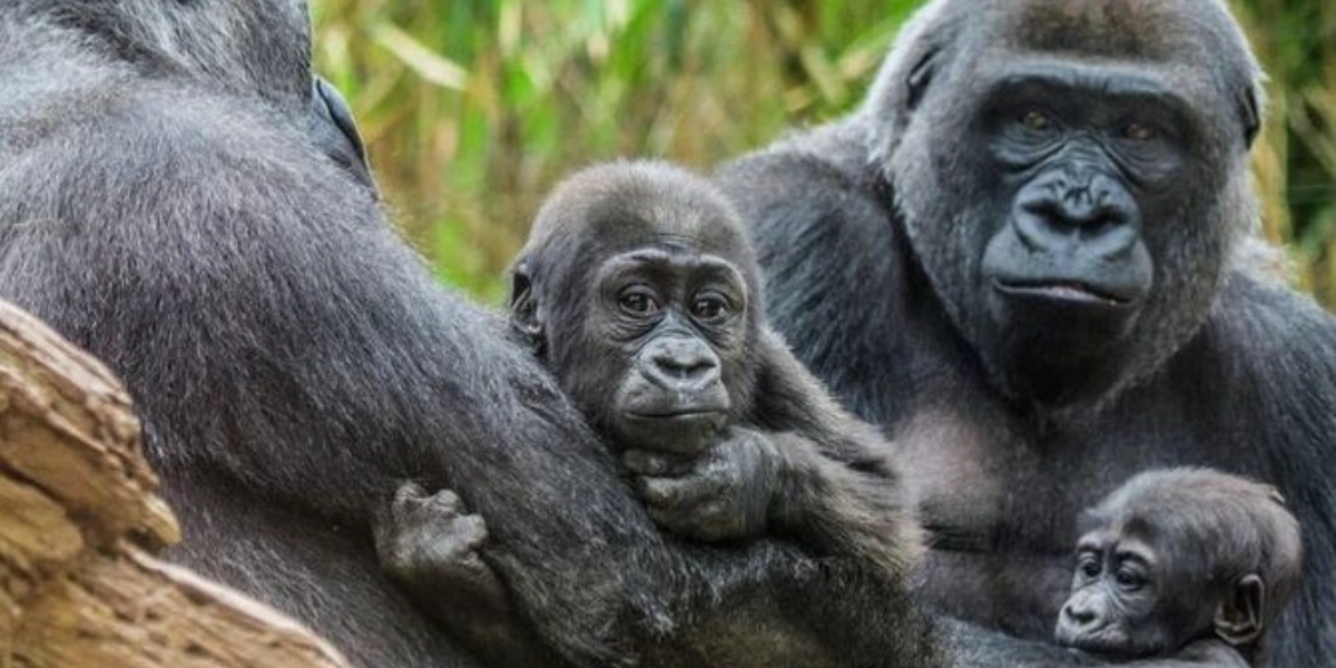 Event image for Bronx Zoo Admission Ticket