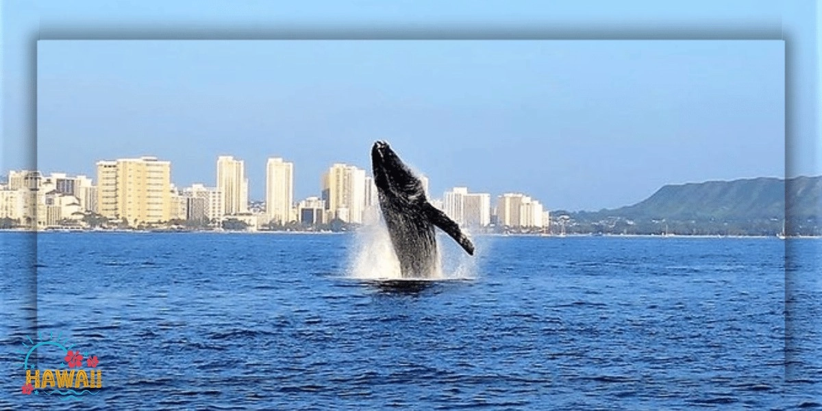 Event image for Whale Watch in Waikiki with Guaranteed Sightings or Free Return