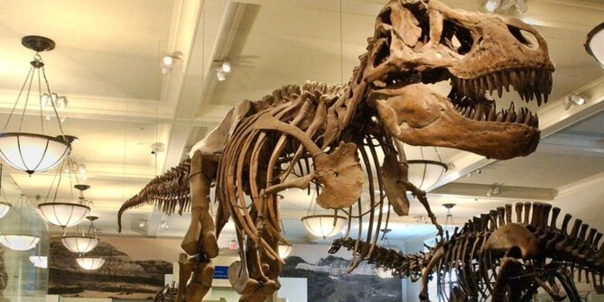 Event image for American Museum of Natural History Admission Ticket