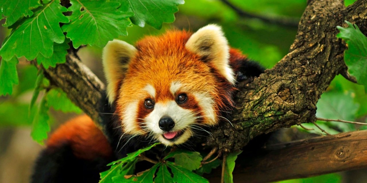 Event image for Skip the Line: Daily Admission at Woodland Park Zoo Ticket