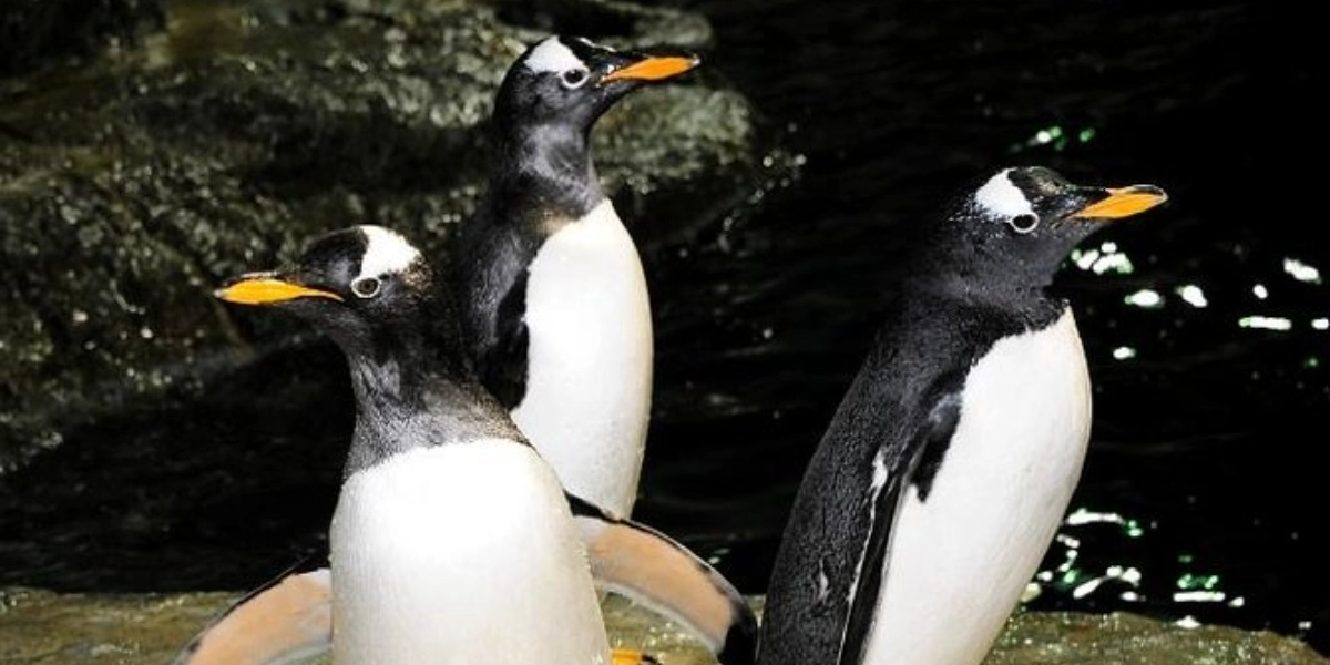 Event image for Central Park Zoo Admission Ticket with 4D Theater Access