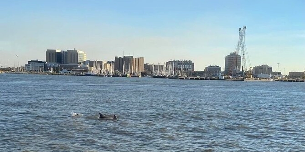 Event image for Baywatch Dolphin Tour