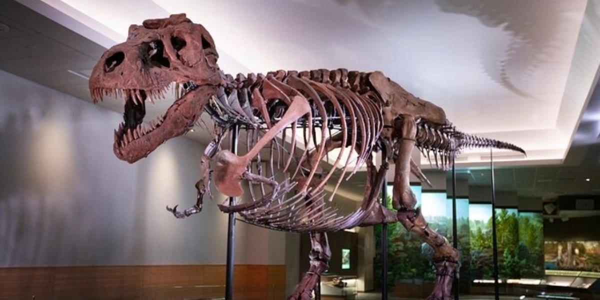 Event image for Field Museum of Natural History Early Access Ticket