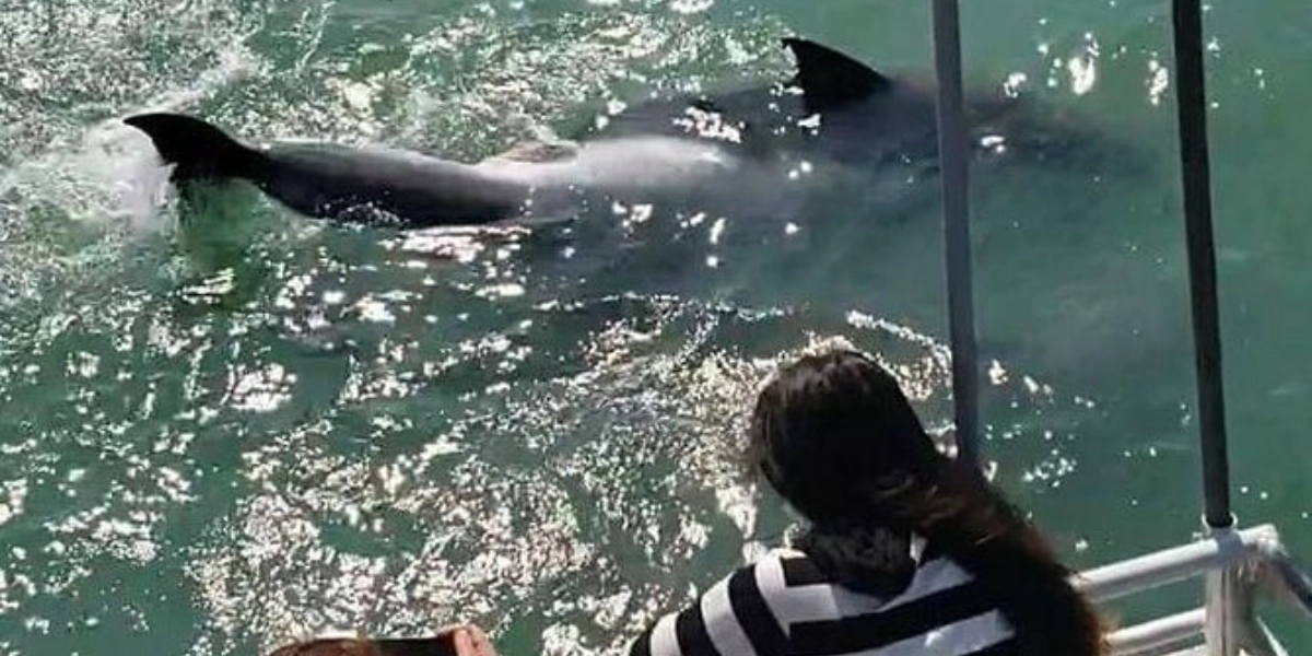 Event image for Eco and Dolphin Watch Tour of South Padre Island