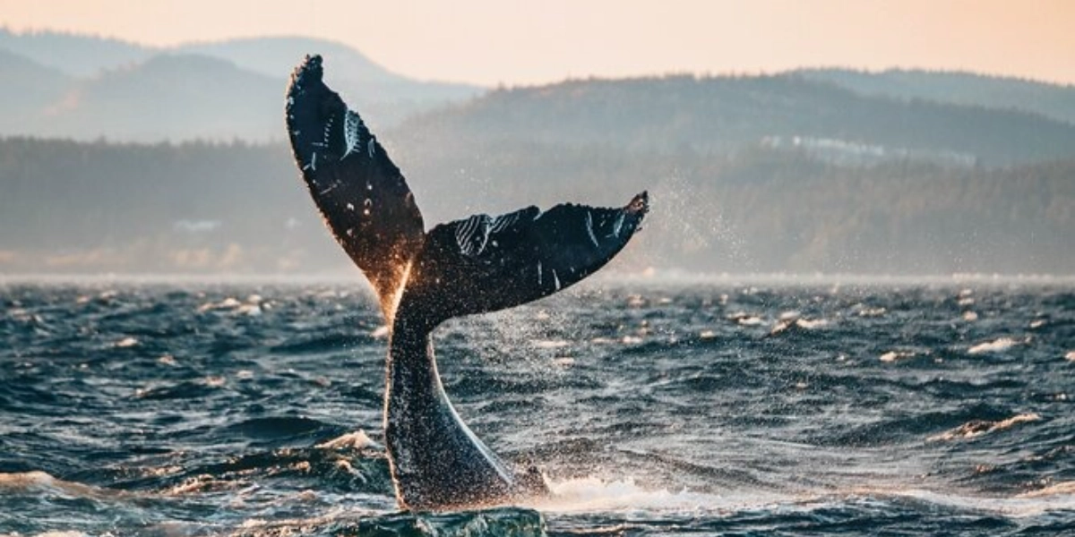 Event image for Sunset Whale Watching Adventure from Vancouver