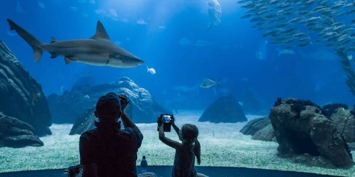 Event image for Oceanário de Lisboa: Online Ticket