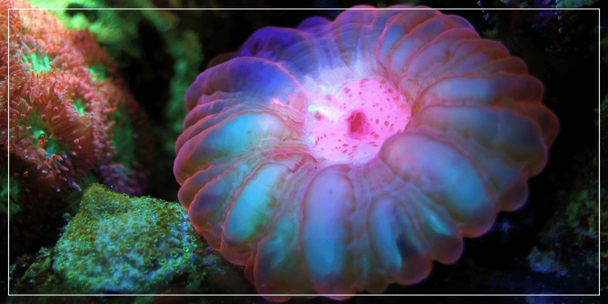 Event image for SEA LIFE San Antonio: Entry Ticket