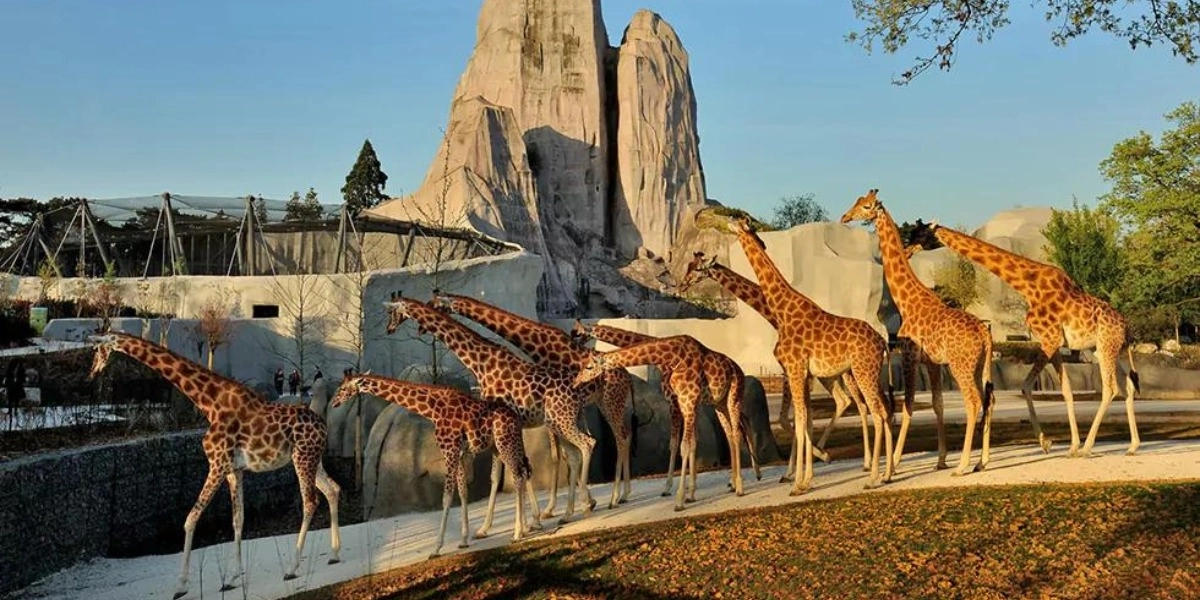 Event image for Paris Zoological Park (Parc Zoologique de Paris): Entry Ticket