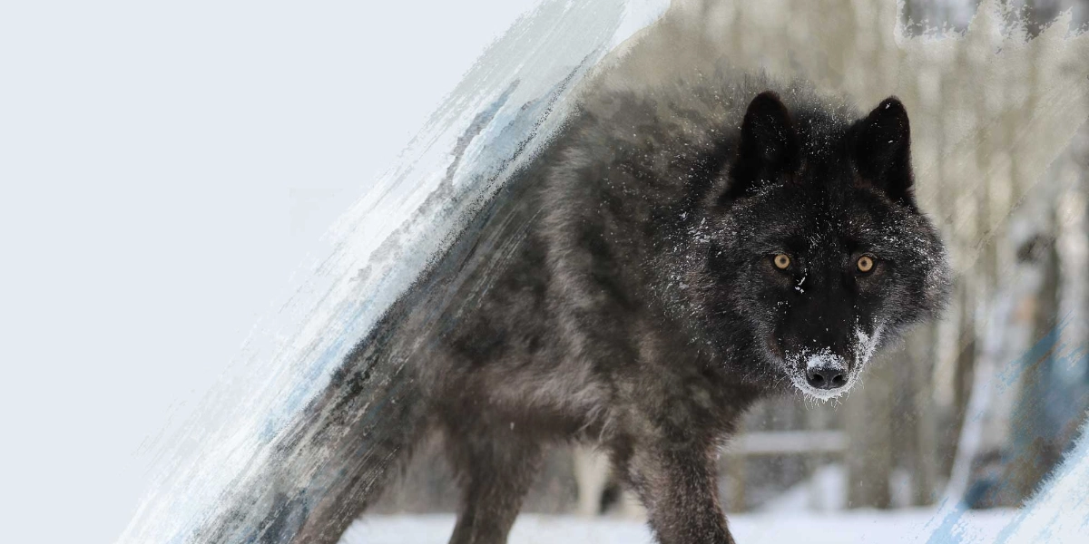 Event image for Yamnuska Wolfdog Sanctuary