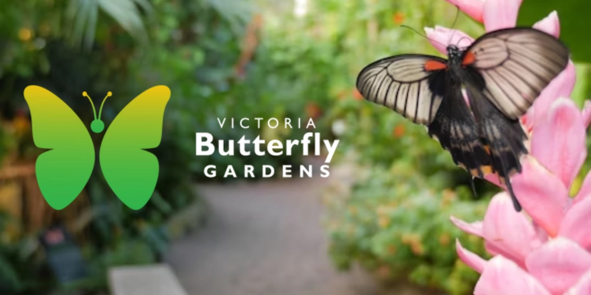Event image for Victoria Butterfly Gardens Tickets