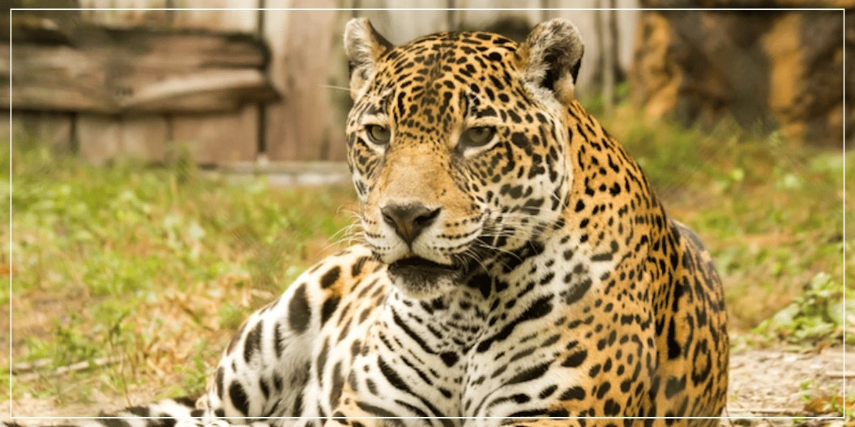 Event image for Zoo Miami: Skip The Line Ticket