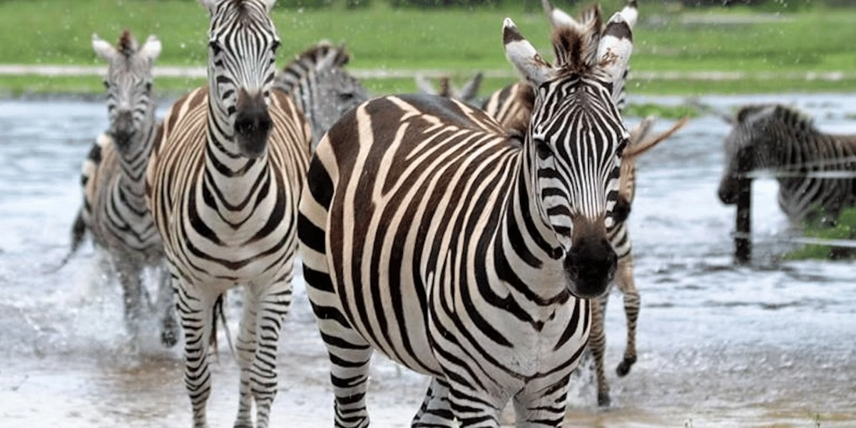 Event image for Lion Country Safari Tickets