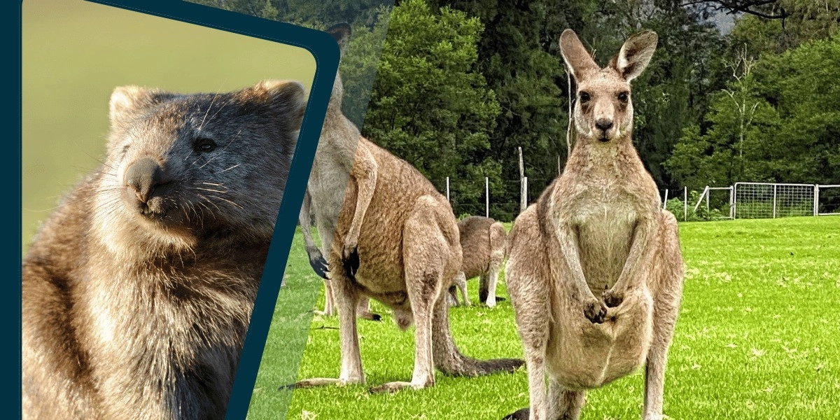 Event image for Wild Wombat and Kangaroo Day Tour from Sydney