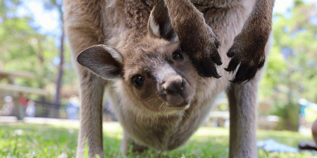 Event image for Nature and Wildlife: Australia in One Day - Private Tour