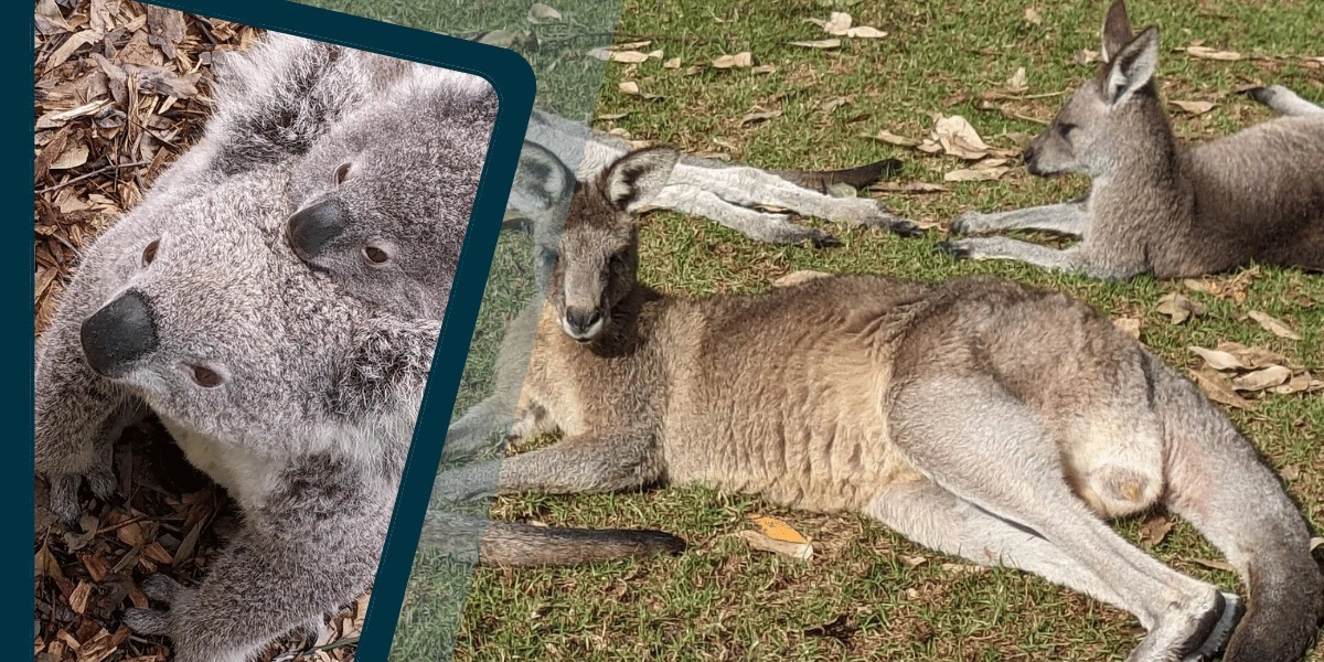 Event image for Koala and Kangaroos, Waterfalls and Scenic Train Journey