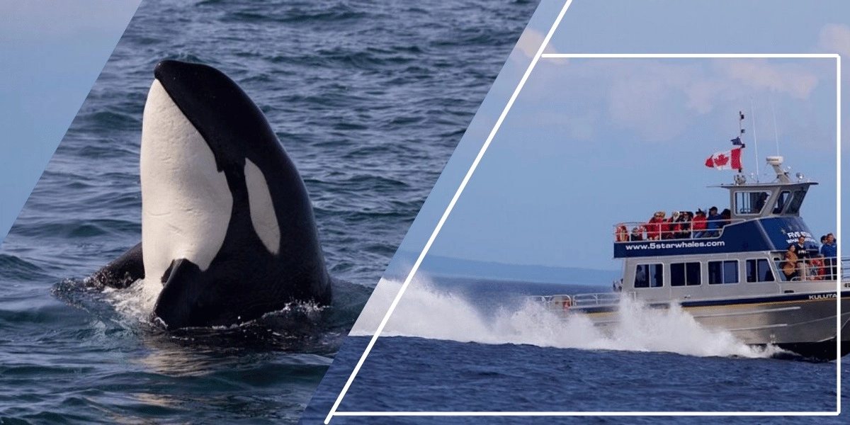 Event image for Whale Watching Cruise with Expert Naturalists