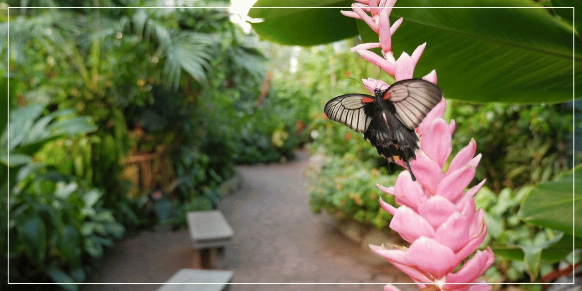 Event image for Victoria Butterfly Gardens