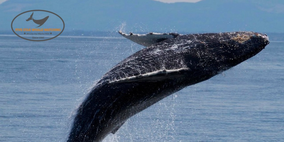Event image for 3-Hour Expedition Catamaran Whale Watching Tour