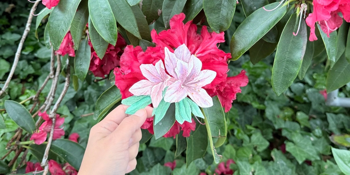 Event image for Mayflowers Watercolour Workshop