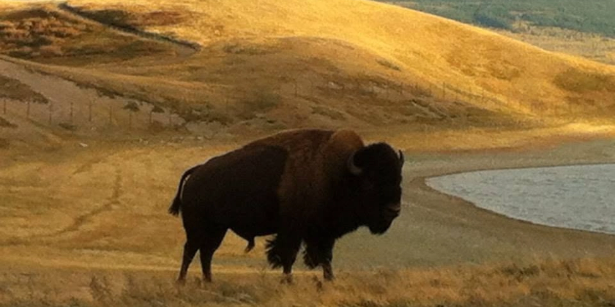 Event image for Bison Symposium