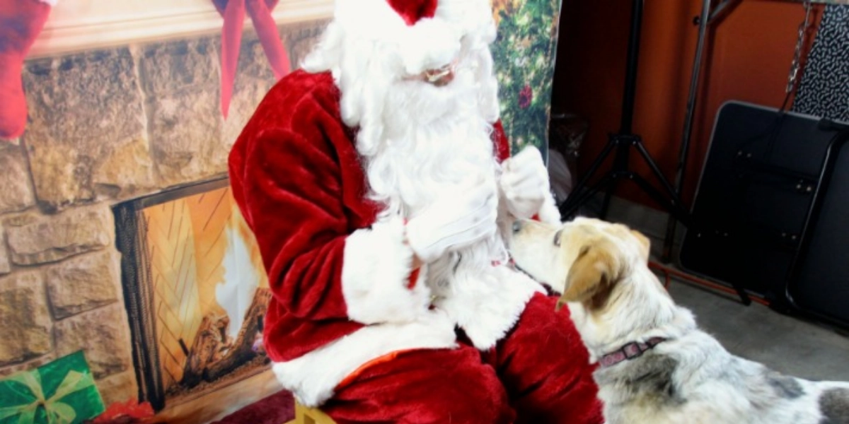 Event image for Christmas has gone to the Dogs