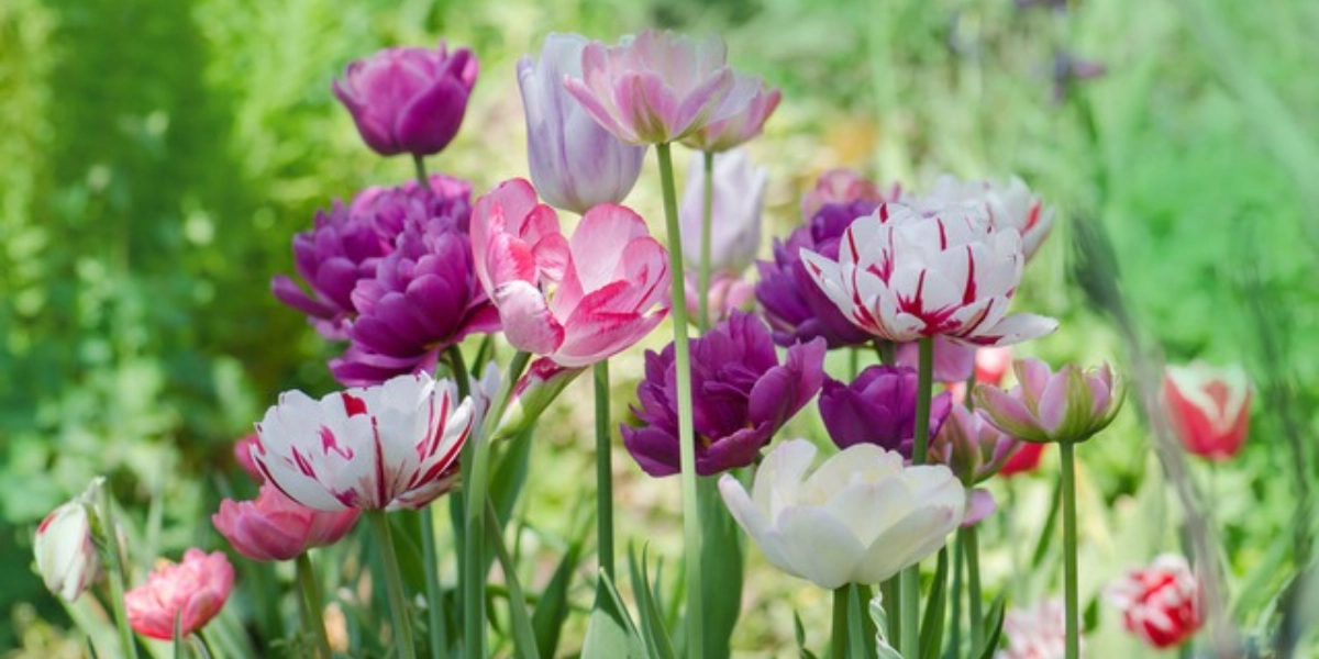 Event image for Mountain View Festival: No Time Like Spring