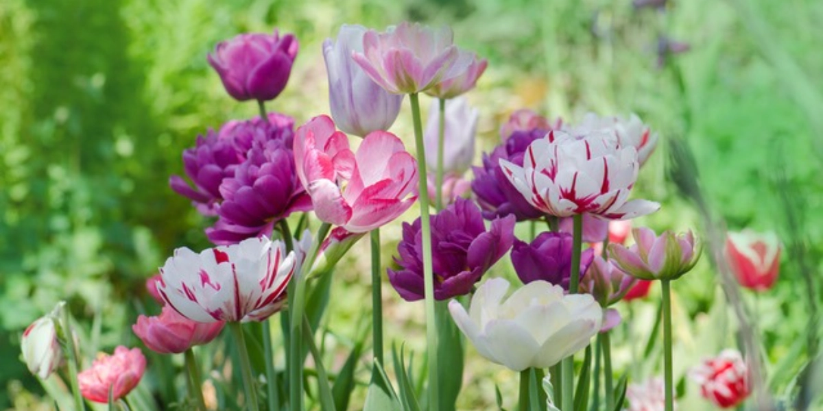 Event image for Mountain View Festival: No Time Like Spring