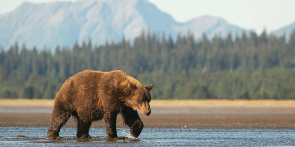 Event image for The Wildlife Society UBC Membership