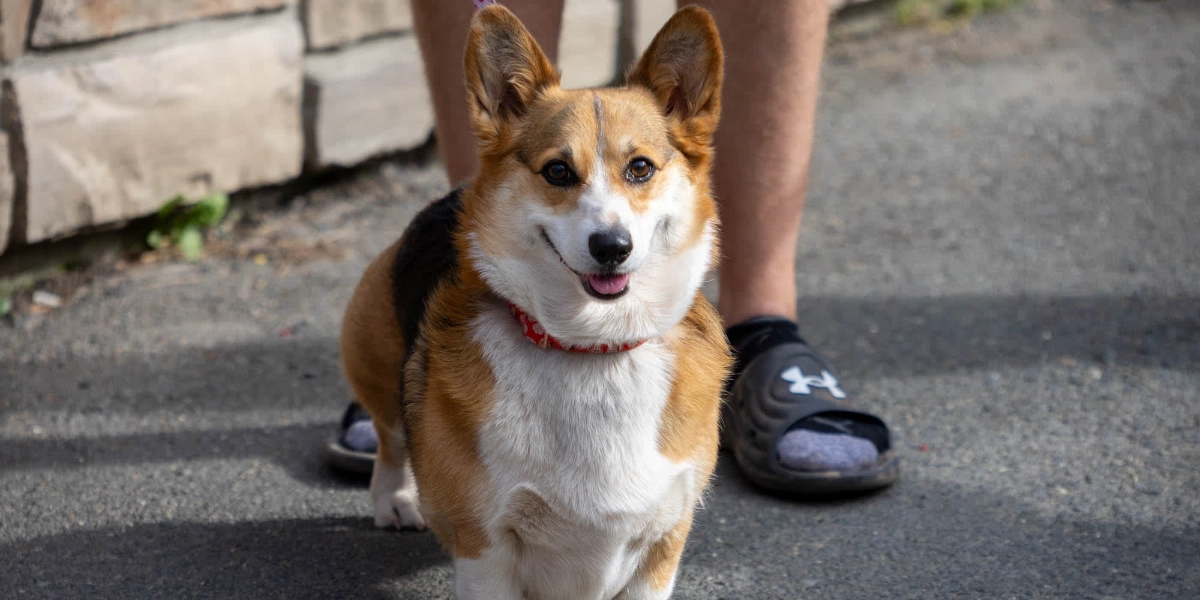 Event image for Corgi Races