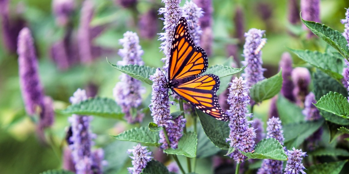 Event image for Green Living Workshop: Art & Abundance: Supporting our Pollinators