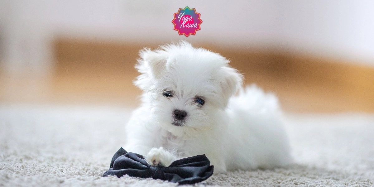 Image d'événement pour Puppy Yoga (Family-Friendly & Adults) Yoga Kawa Toronto Maltese Puppies