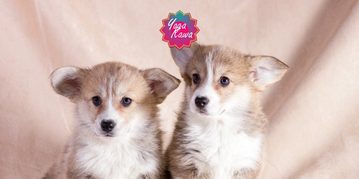 Image d'événement pour Puppy Yoga (Family & Adults) by Yoga Kawa Toronto Corgi