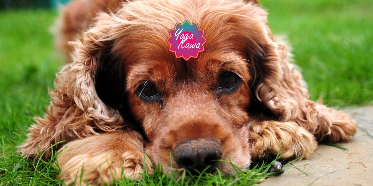 Event image for Puppy Yoga by Yoga Kawa Markham with Cocker Spaniel