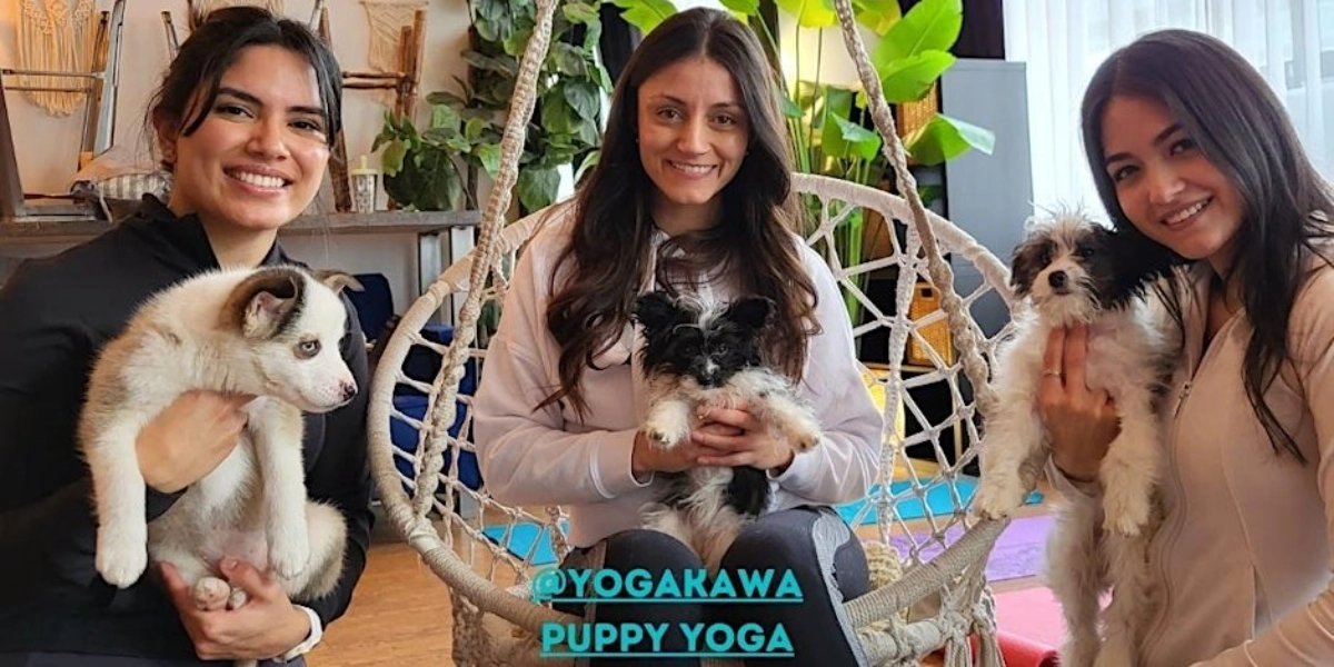 Event image for Puppy Yoga (Family-Friendly & Adults) by Yoga Kawa Toronto Cavachon