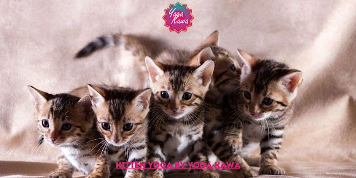 Event image for Kitten Yoga by Yoga Kawa Vaughan