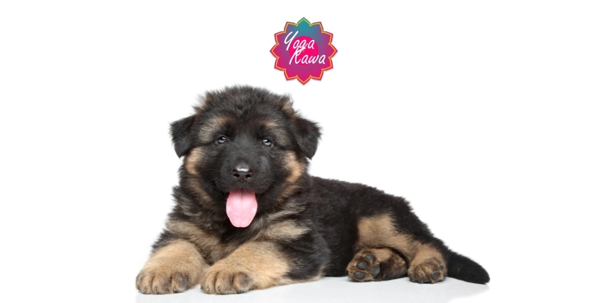 Image d'événement pour Puppy Yoga by Yoga Kawa Vaughan - Caucasian Shepherds