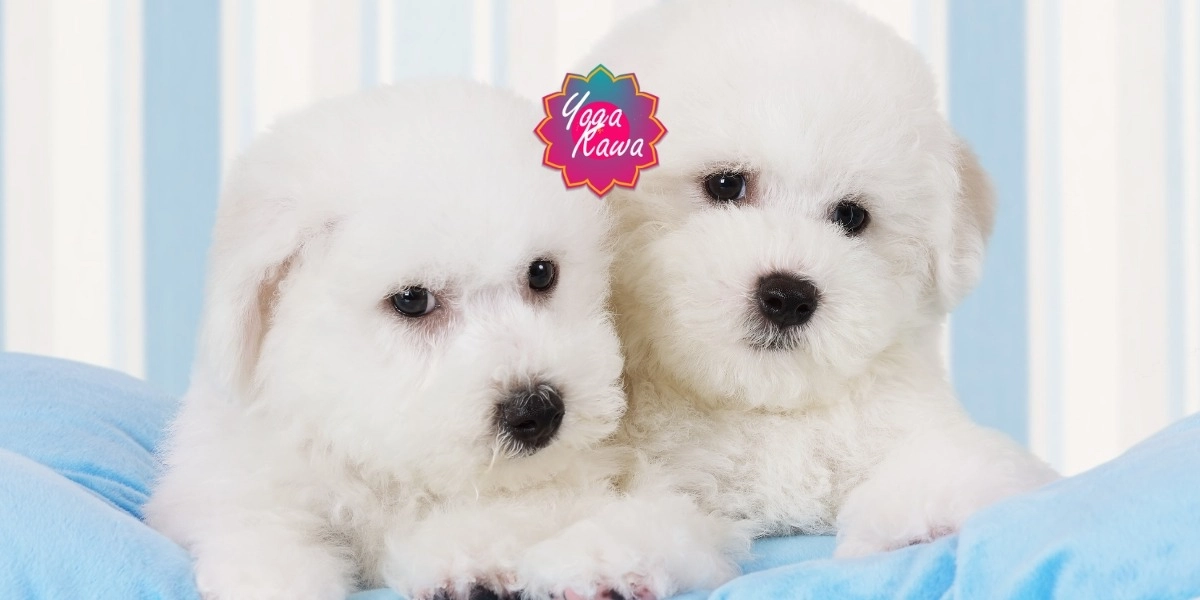 Event image for Puppy Yoga by Yoga Kawa Toronto Bichon Frise