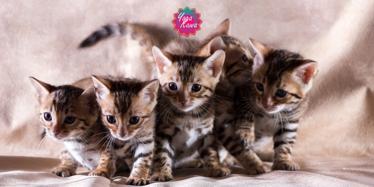 Event image for Kitten Yoga (Family-Friendly & Adults) Yoga Kawa Vaughan Bengal Kittens