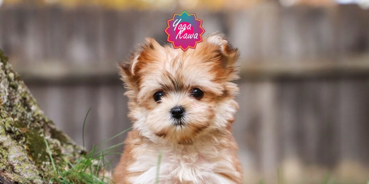 Maltese Shorkie Puppies Near Me Maltese Yorkoe Puppys Puppy