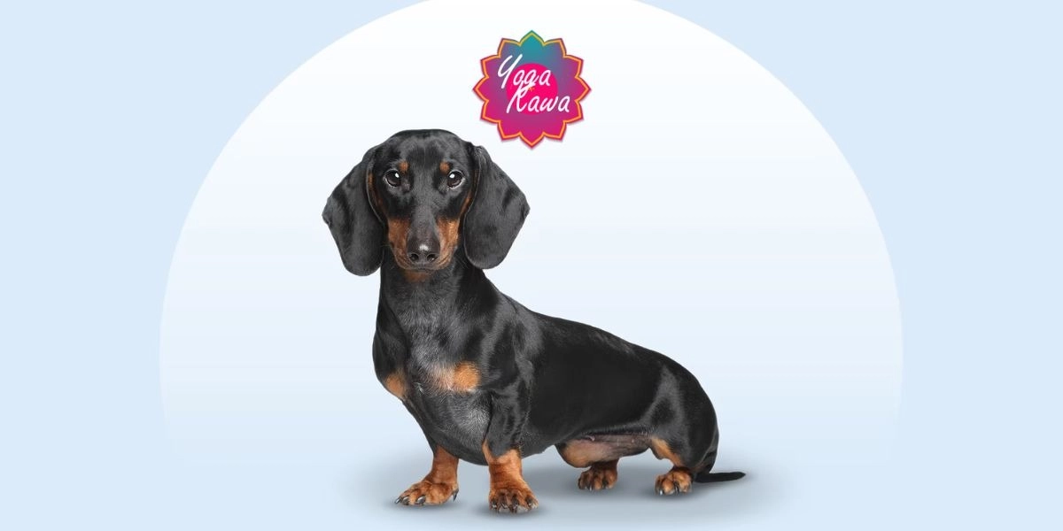 Event image for Puppy Yoga by Yoga Kawa Toronto Dachshund Puppies