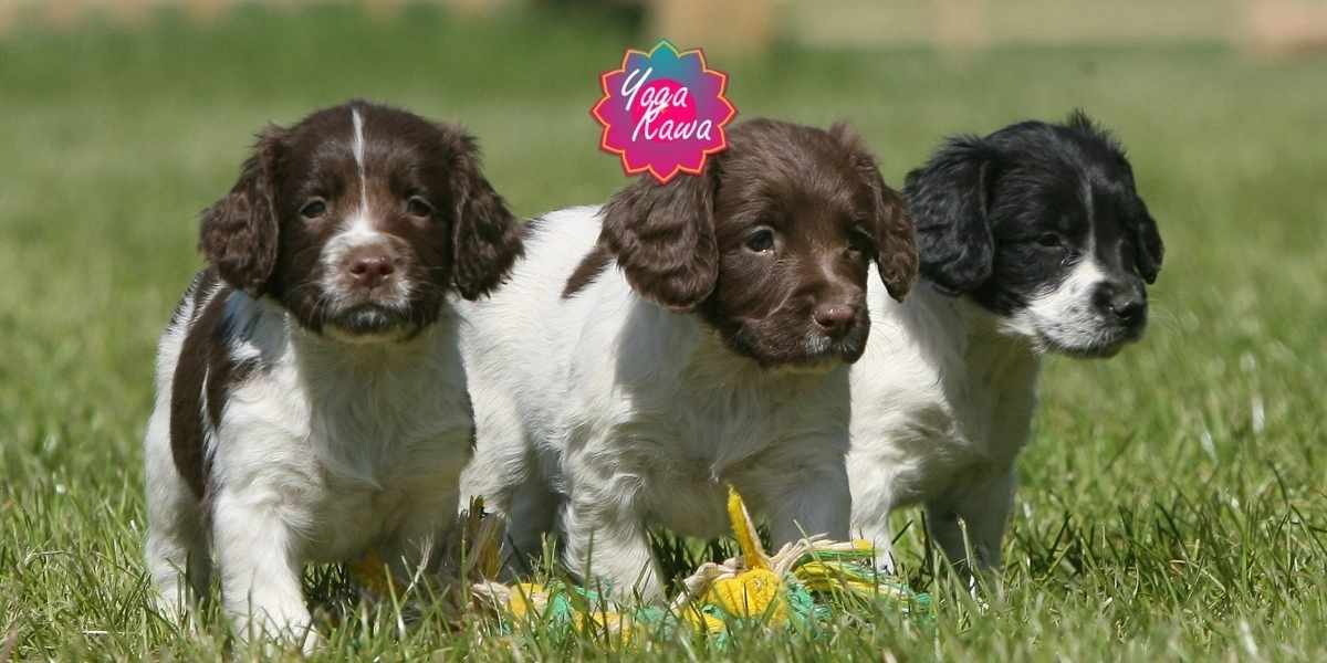Spaniel Breeders Springer Spaniel Pups Puppies For Sale Springer