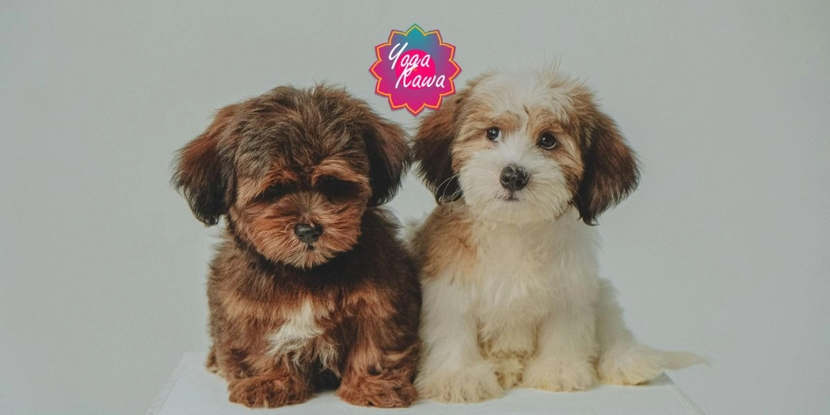 Event image for Puppy Yoga by Yoga Kawa Mississauga Havanese