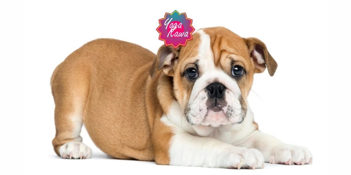 Image d'événement pour Puppy Yoga by Yoga Kawa Hamilton English Bulldogs